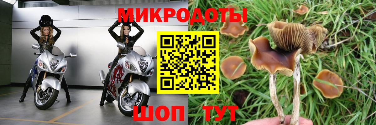 Галлюциногенные грибы Psilocybe Кимовск